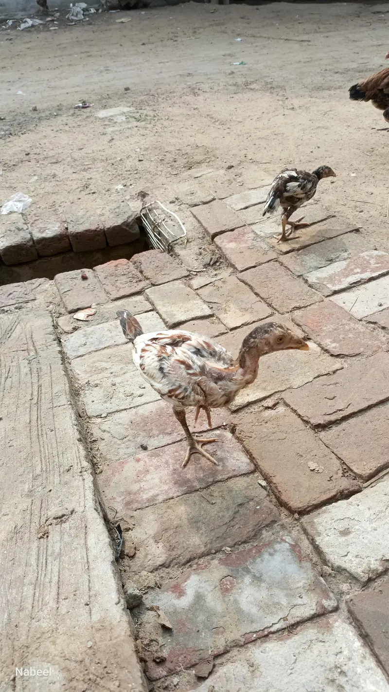 Asel Chuzy Argent Sall — photo 4