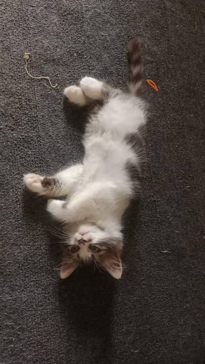 1 pair of  kitten for sale