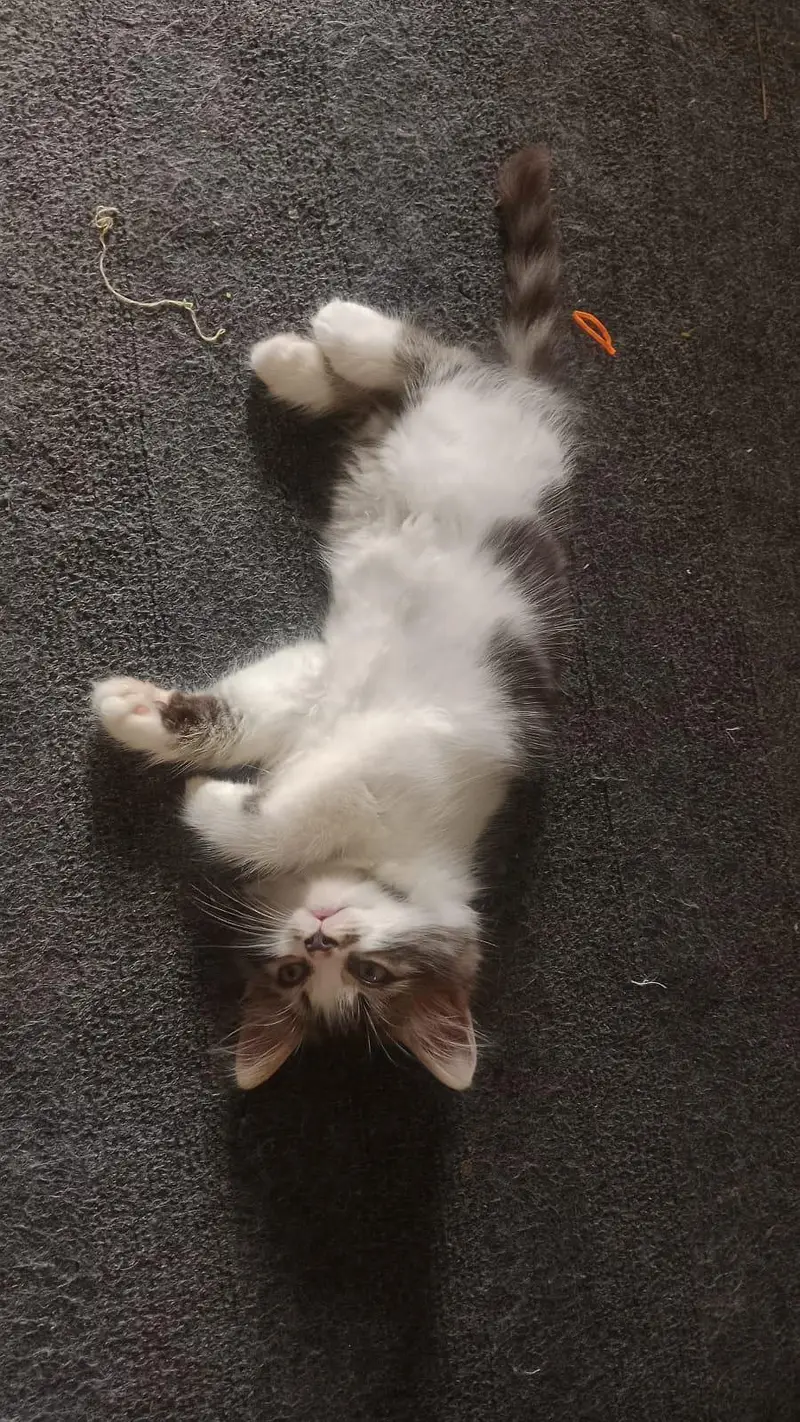 1 pair of  kitten for sale