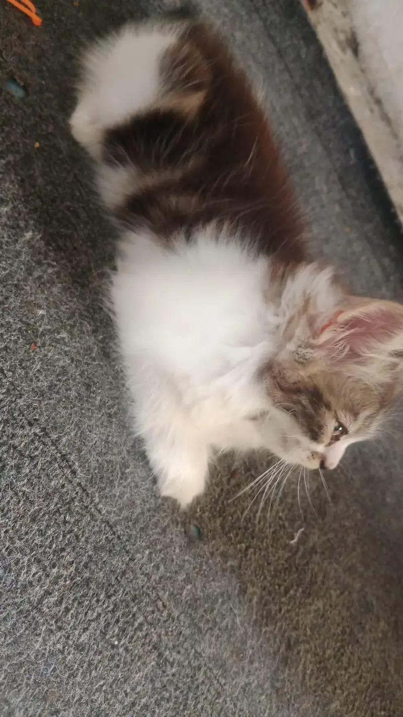 1 pair of  kitten for sale — photo 2