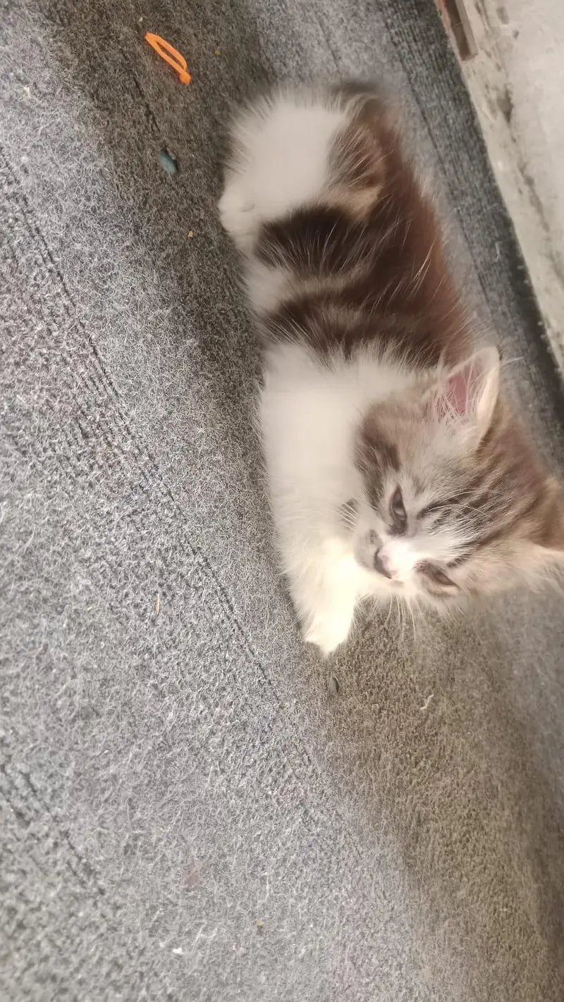 1 pair of  kitten for sale — photo 3