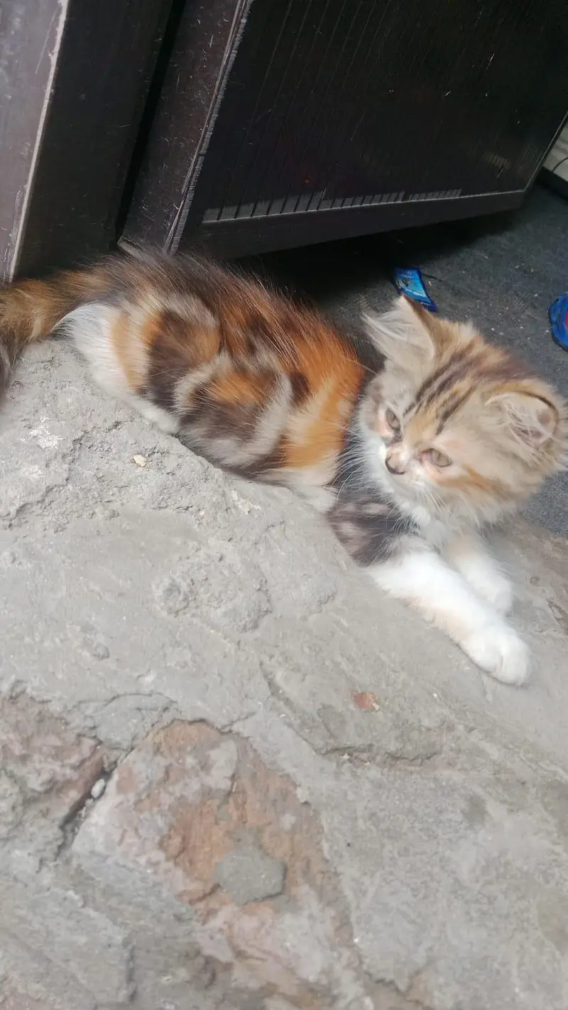 1 pair of  kitten for sale — photo 4