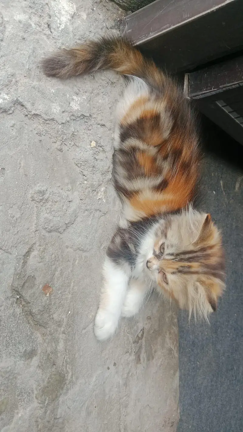 1 pair of  kitten for sale — photo 5