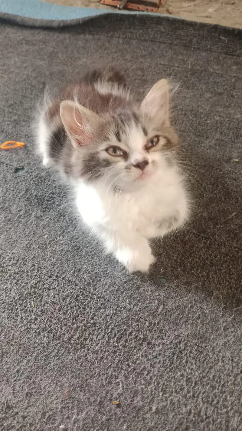 1 pair of  kitten for sale — photo 6