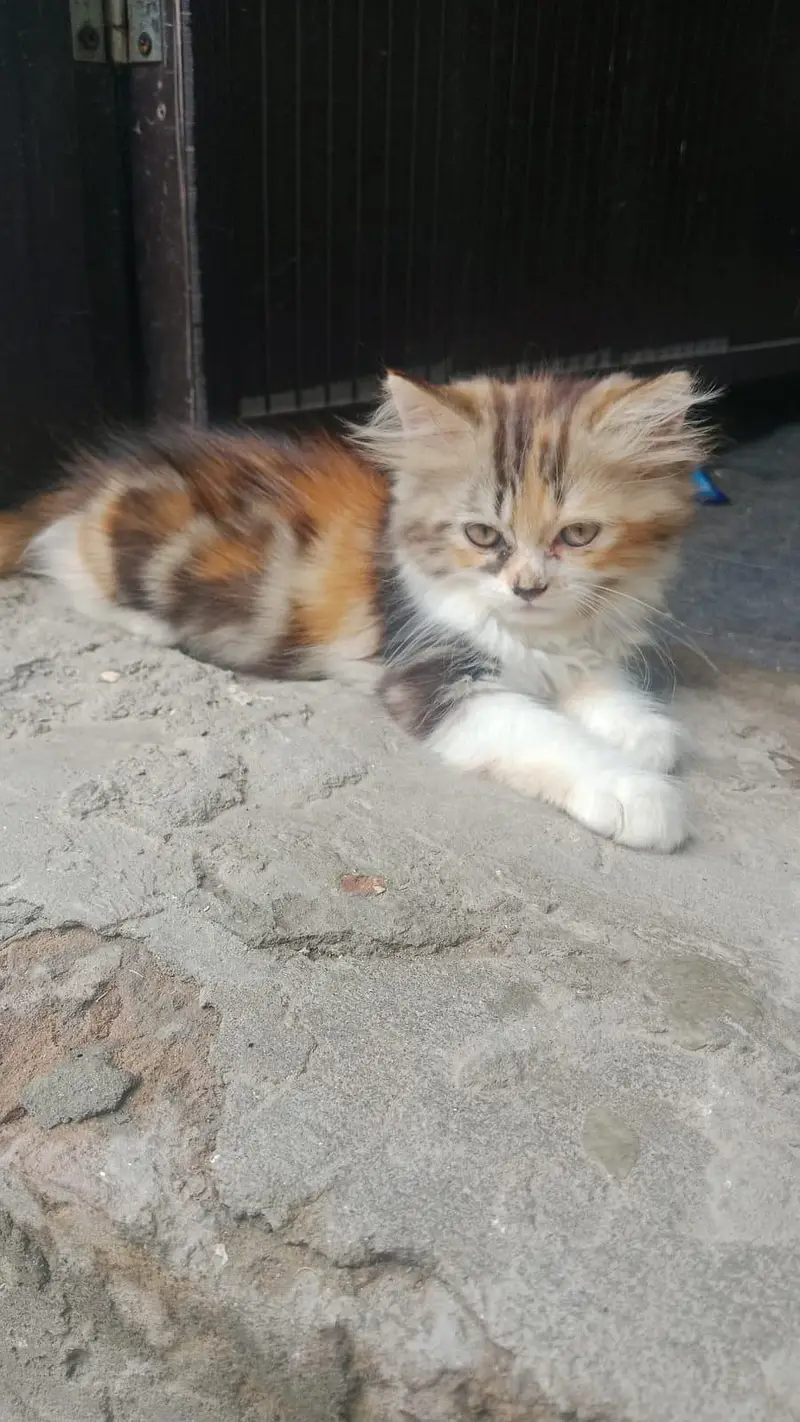 1 pair of  kitten for sale — photo 7