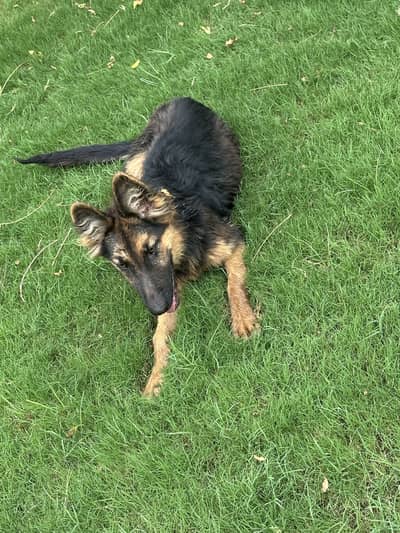 German Shepherd Female