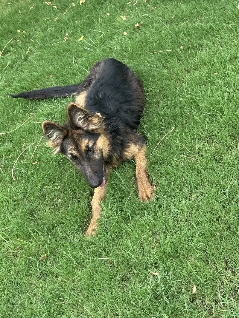 German Shepherd Female