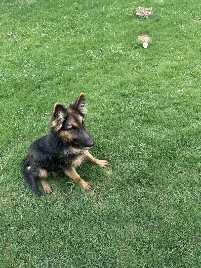 German Shepherd Female — photo 2