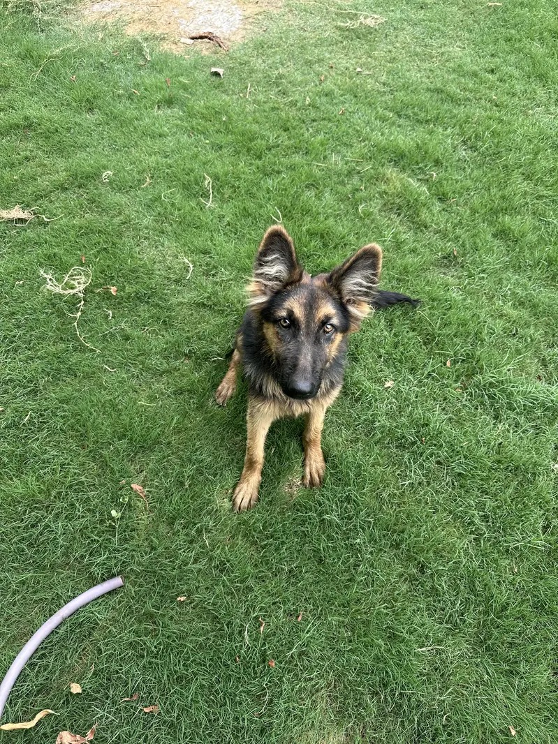 German Shepherd Female — photo 3