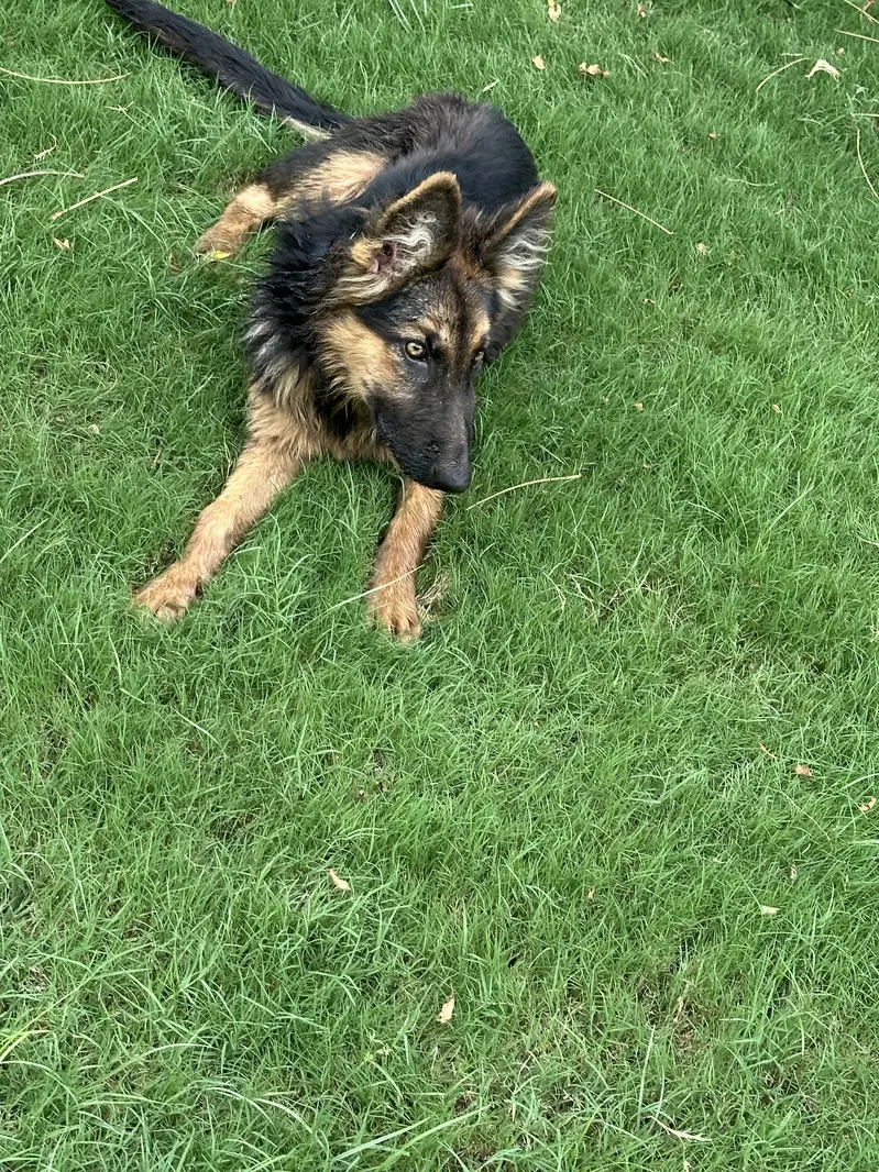German Shepherd Female — photo 4