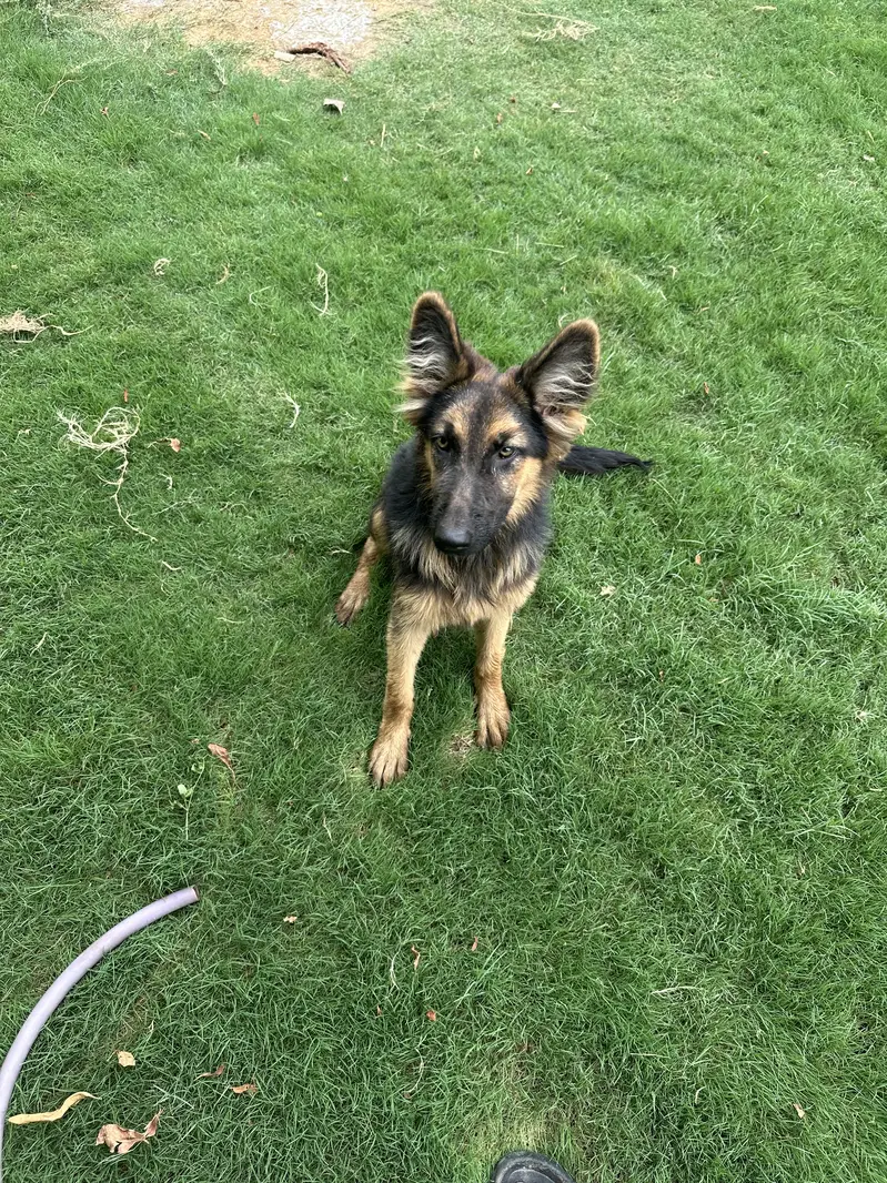 German Shepherd Female — photo 5