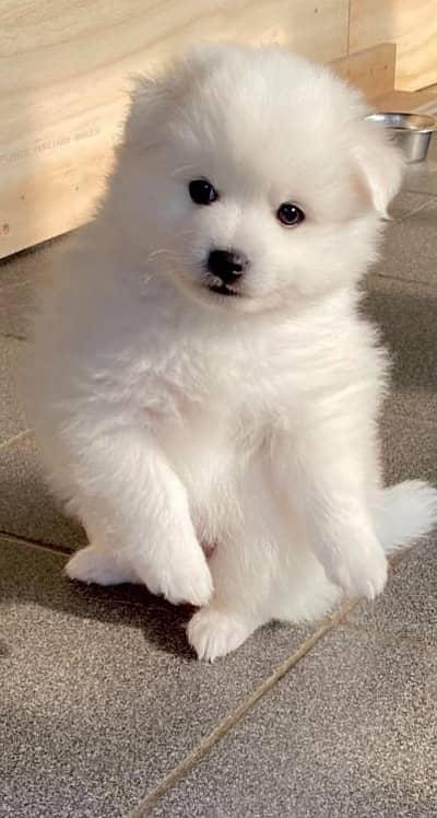 Russian puppy