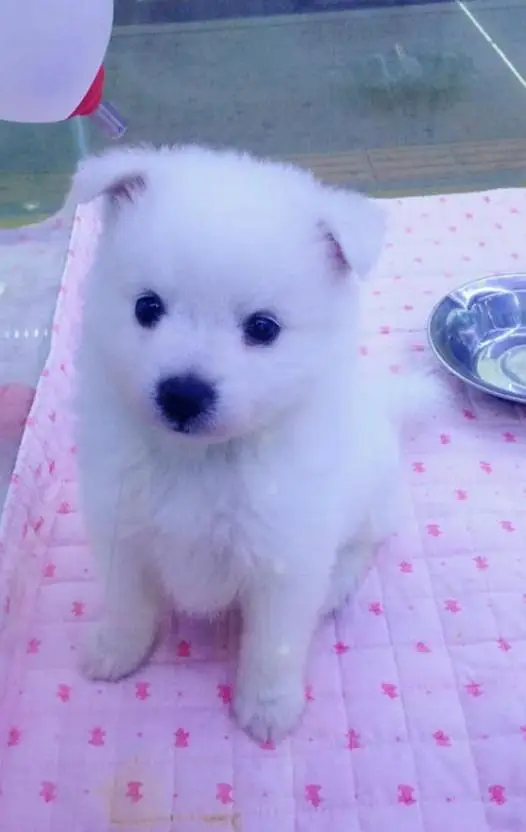 Russian puppy — photo 2