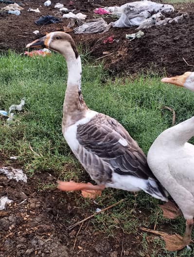 blue eyes desi duck pair urgent sale