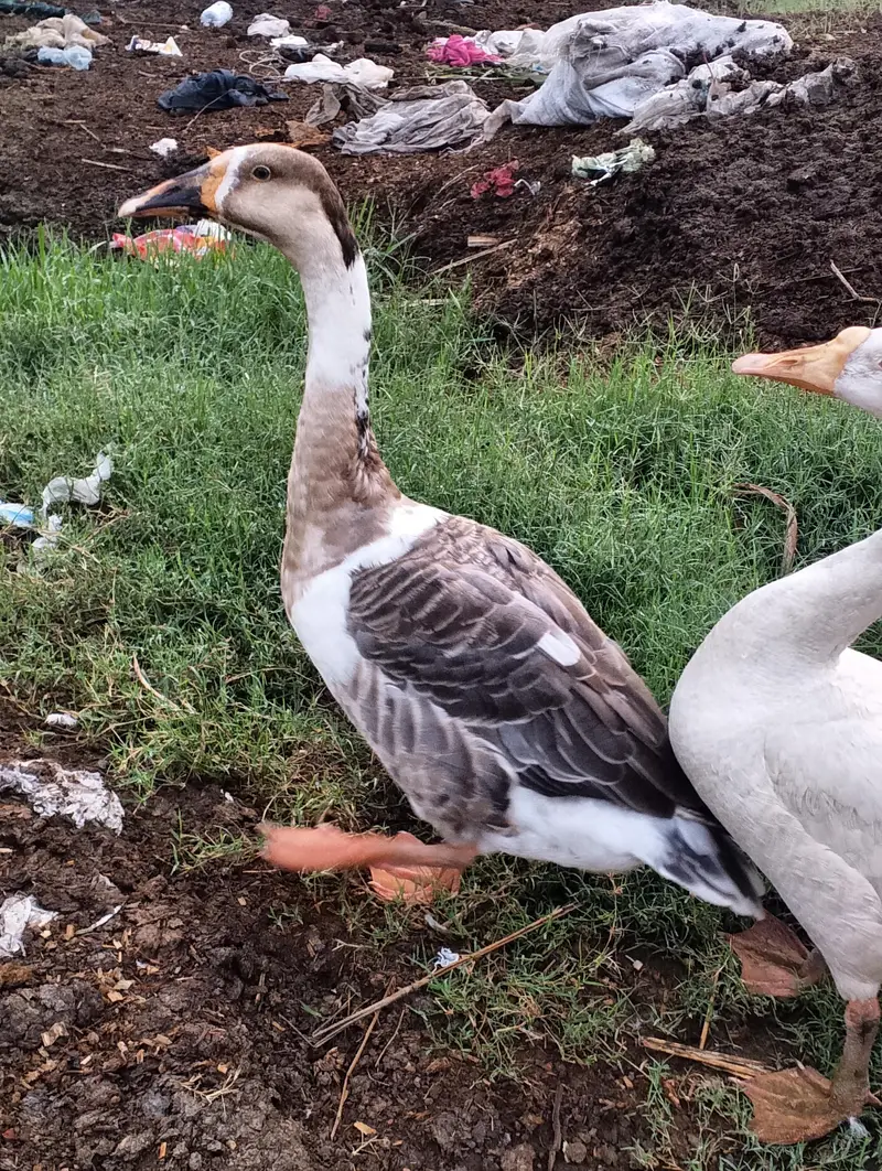 blue eyes desi duck pair urgent sale