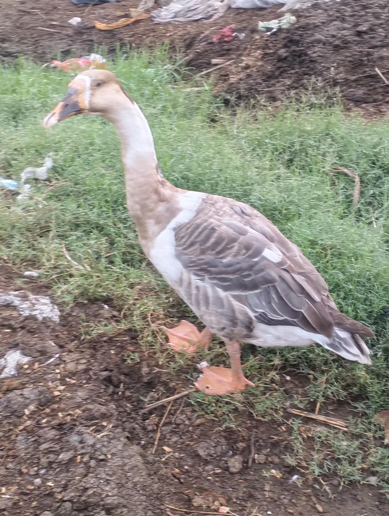 blue eyes desi duck pair urgent sale — photo 2