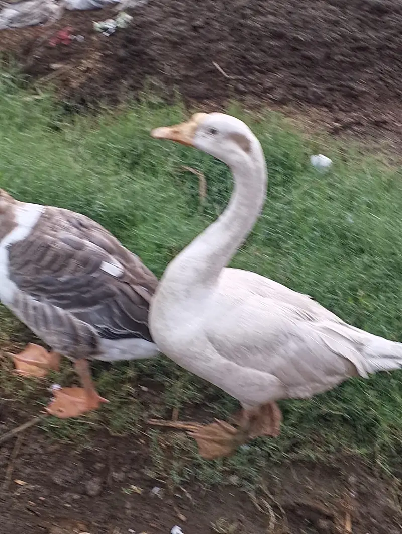 blue eyes desi duck pair urgent sale — photo 3