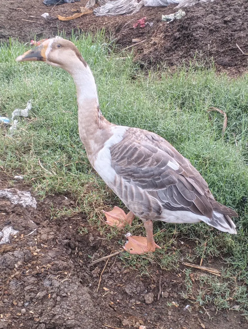 blue eyes desi duck pair urgent sale — photo 4