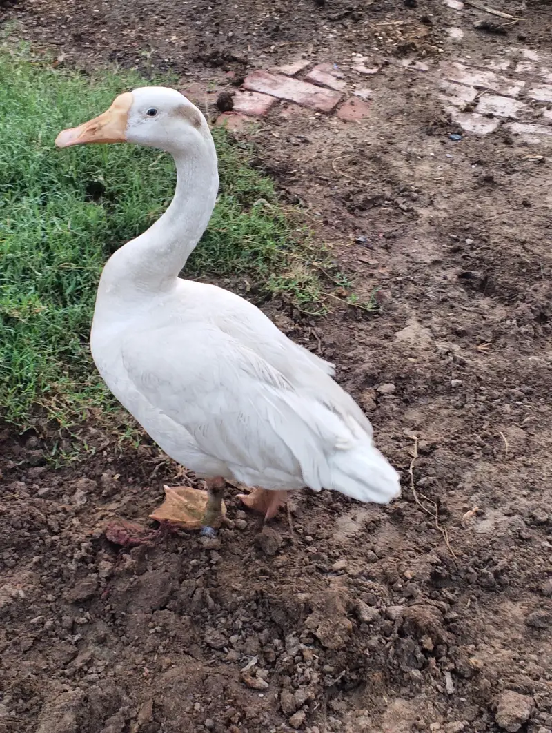blue eyes desi duck pair urgent sale — photo 5