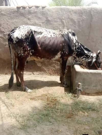 cholistani  cow