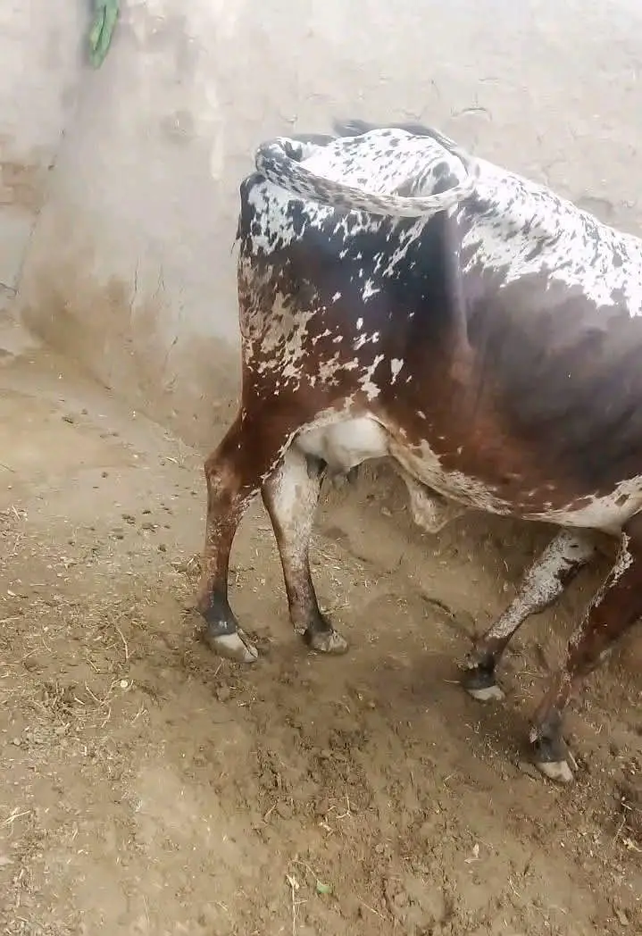 cholistani  cow — photo 2