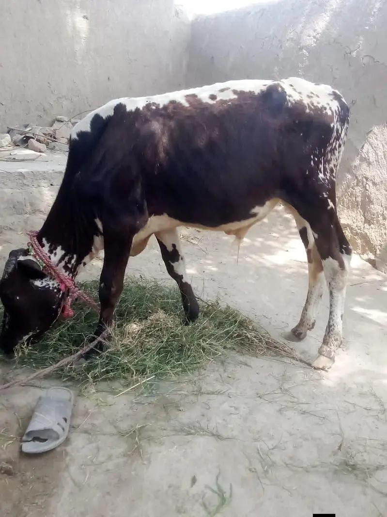 cholistani  cow — photo 3