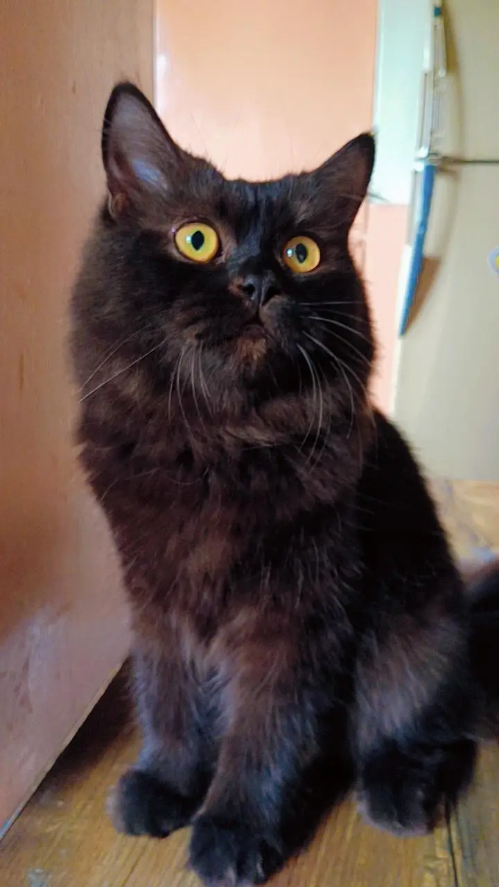 Pure Black Persian Male Cat | Litter Trained — photo 2