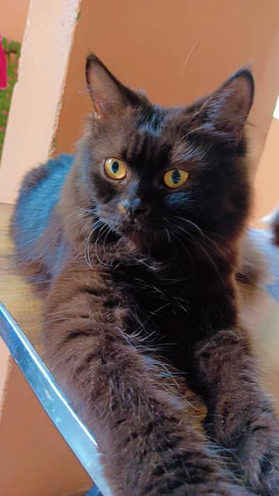 Pure Black Persian Male Cat | Litter Trained
