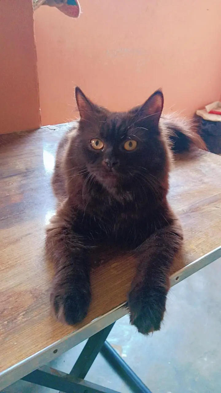 Pure Black Persian Male Cat | Litter Trained — photo 3