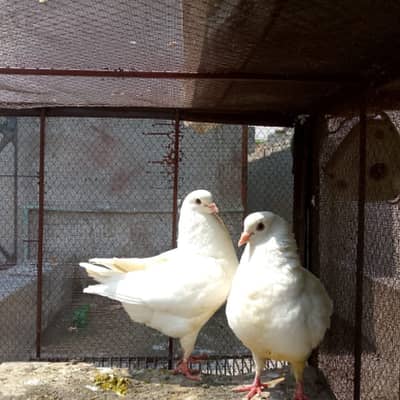 King pigeons