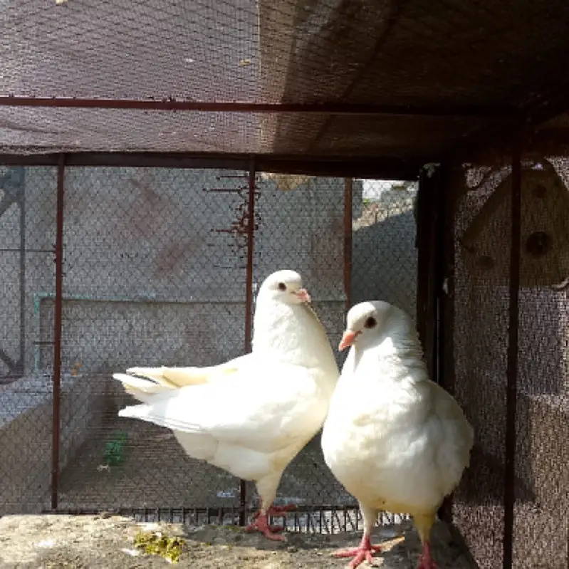 King pigeons