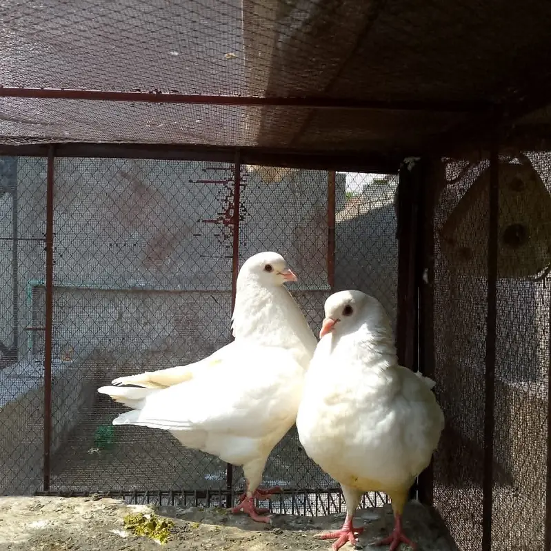 King pigeons — photo 2