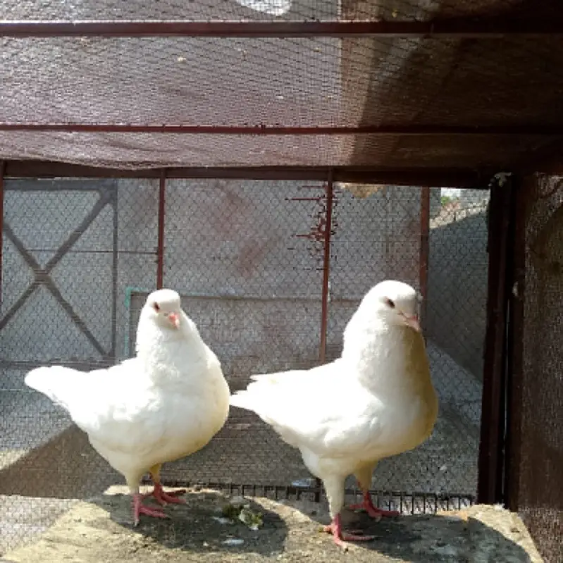 King pigeons — photo 3