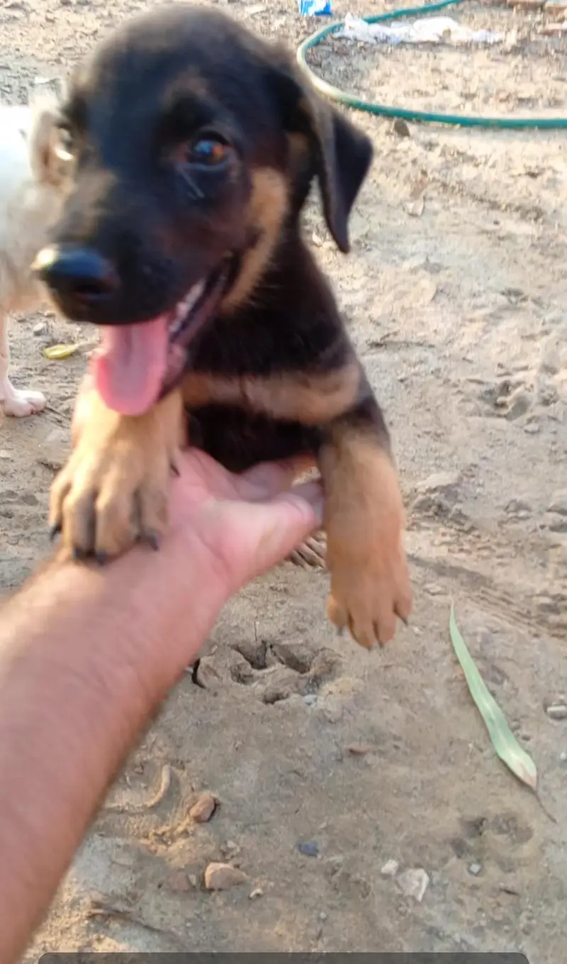 German Shepherd Puppy for Sale