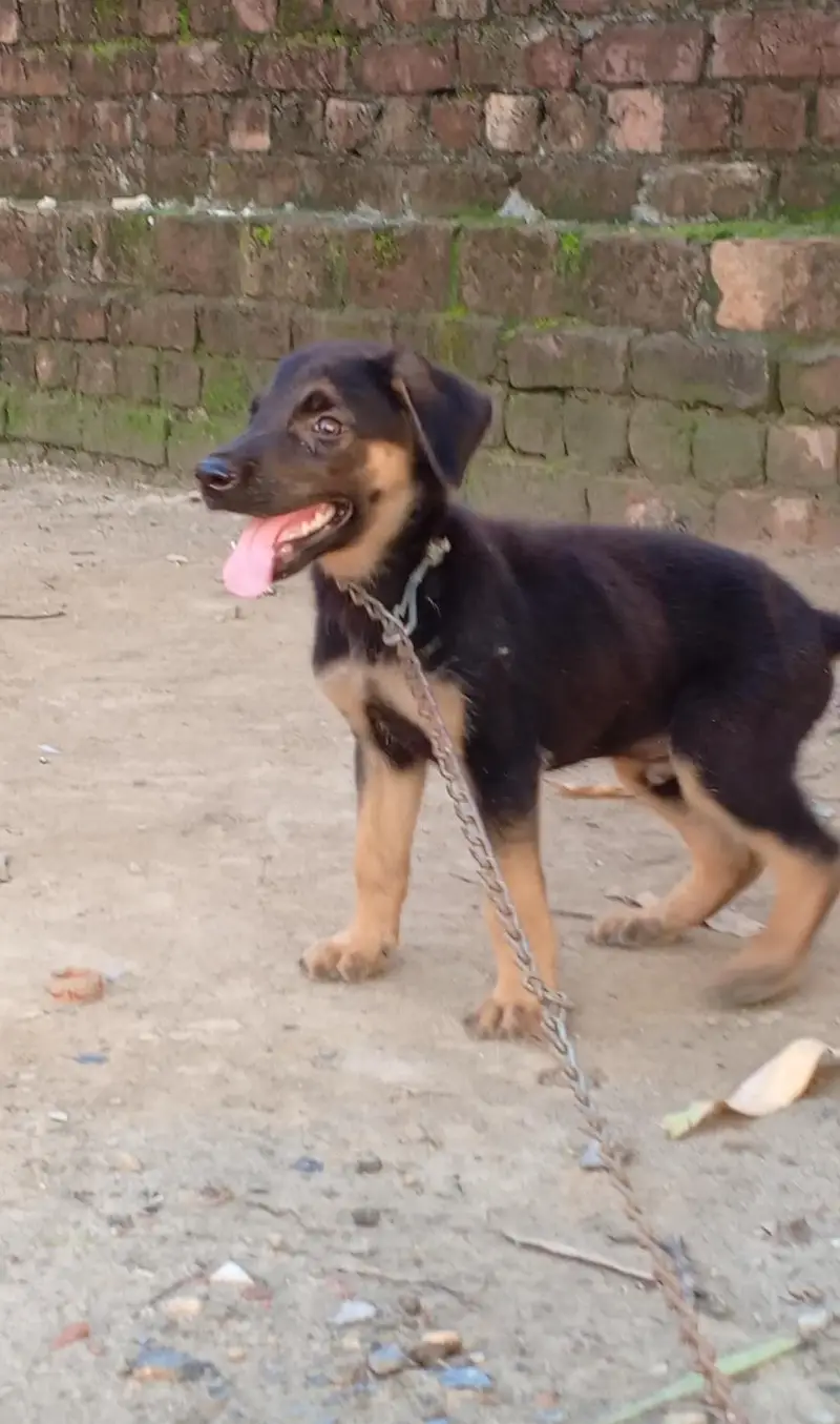 German Shepherd Puppy for Sale — photo 2