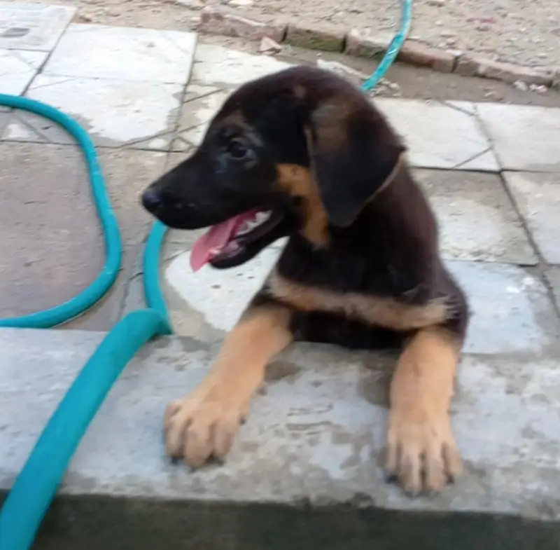 German Shepherd Puppy for Sale — photo 3