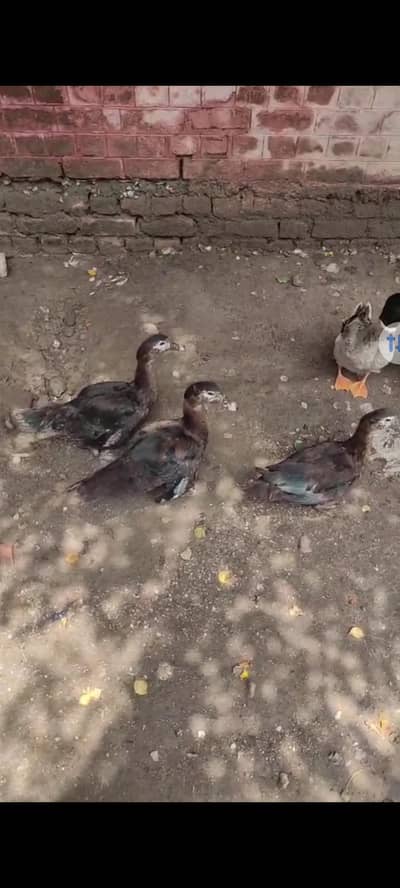 Muscovy ducks for sale