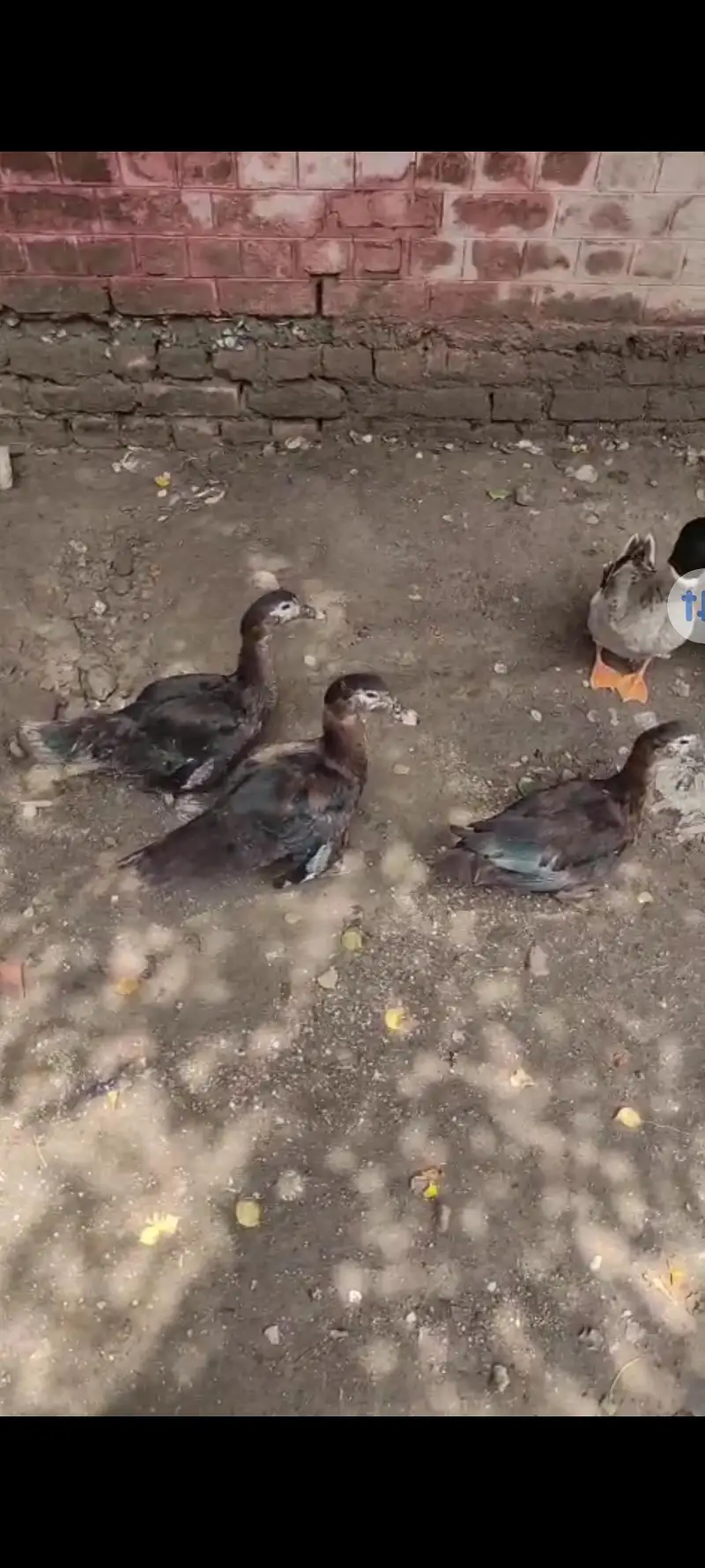 Muscovy ducks for sale