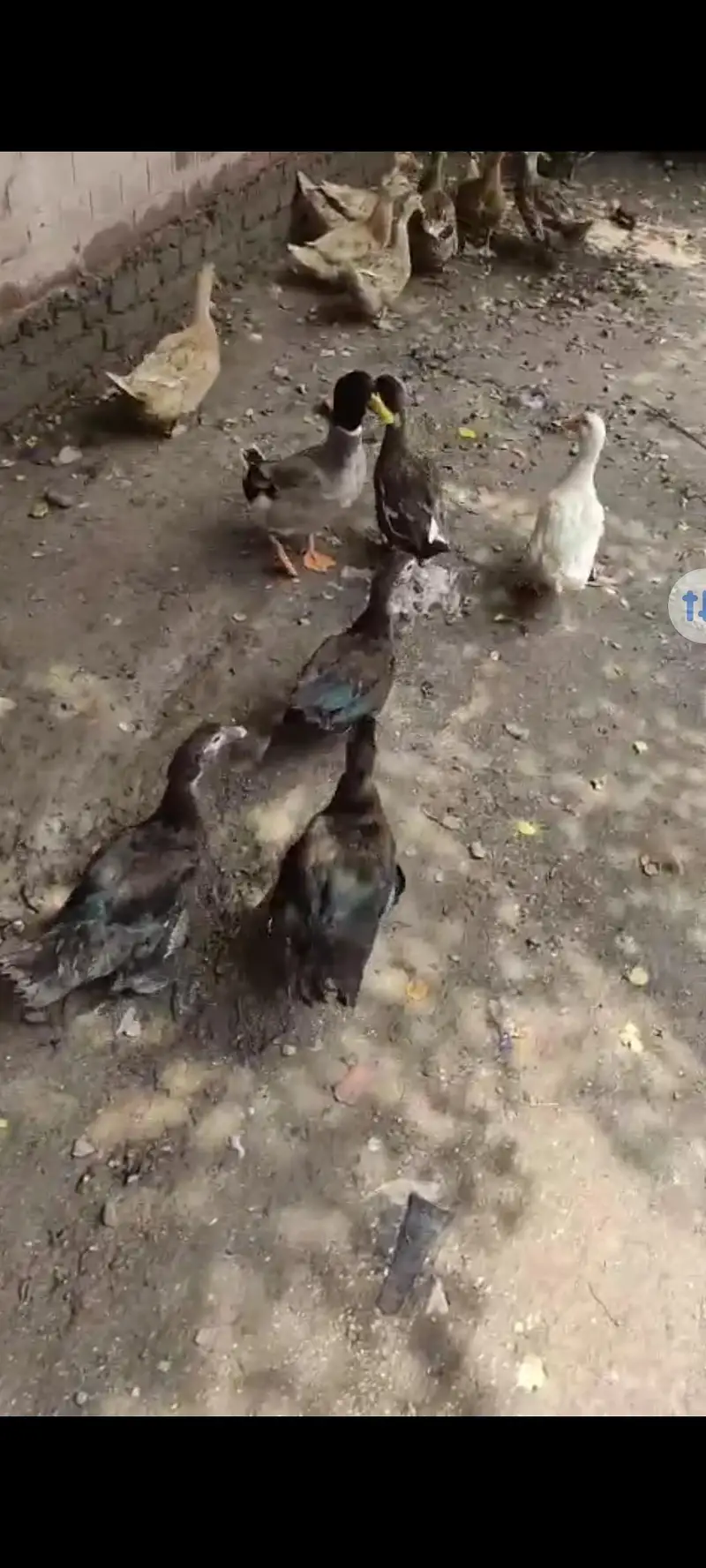 Muscovy ducks for sale — photo 2