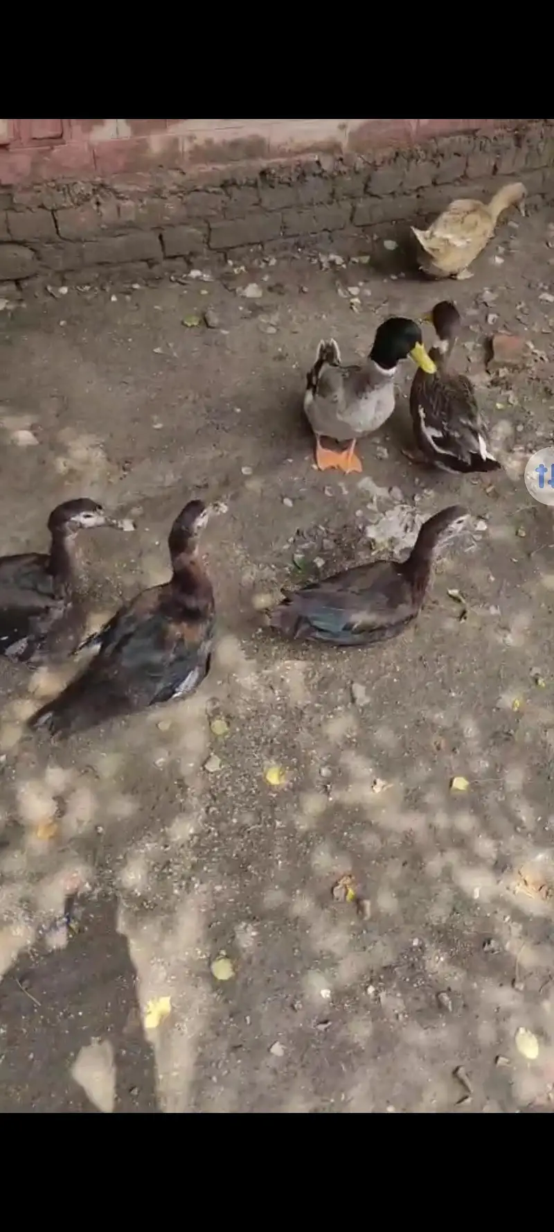 Muscovy ducks for sale — photo 3