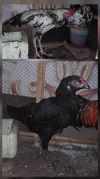 2 murghey 4 murghiyan Aseel cross breed