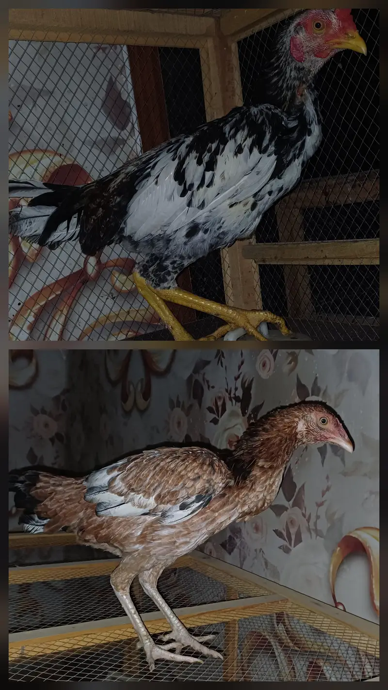 2 murghey 4 murghiyan Aseel cross breed — photo 2