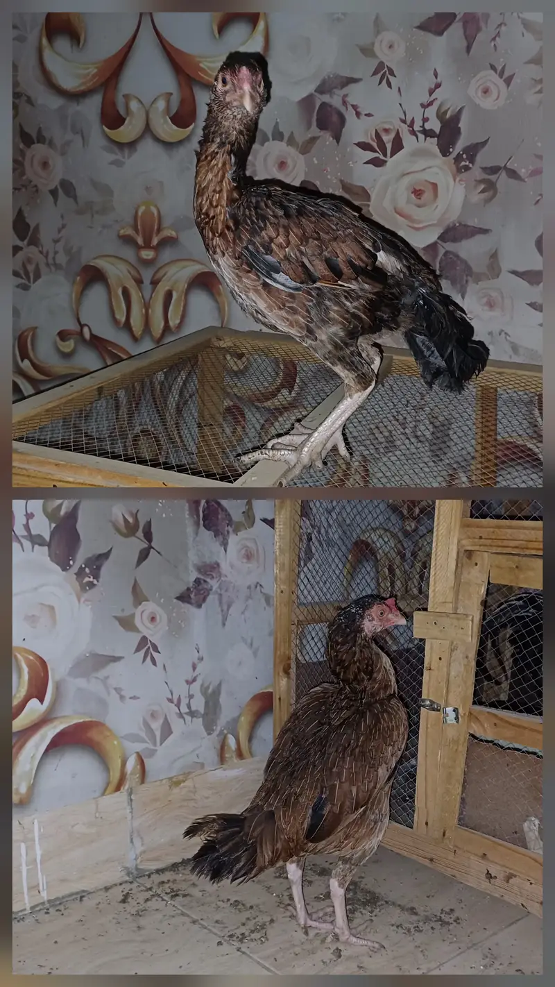 2 murghey 4 murghiyan Aseel cross breed — photo 3