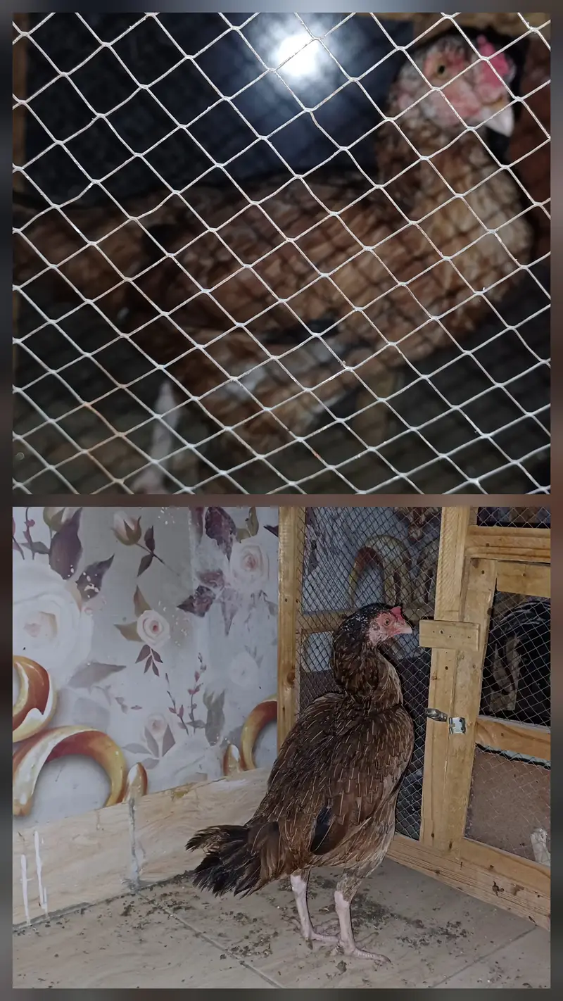 2 murghey 4 murghiyan Aseel cross breed — photo 4