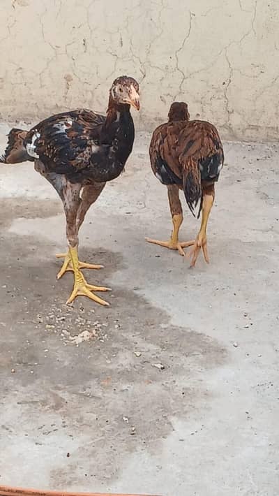 5 months old aseel  pair Healthy Active