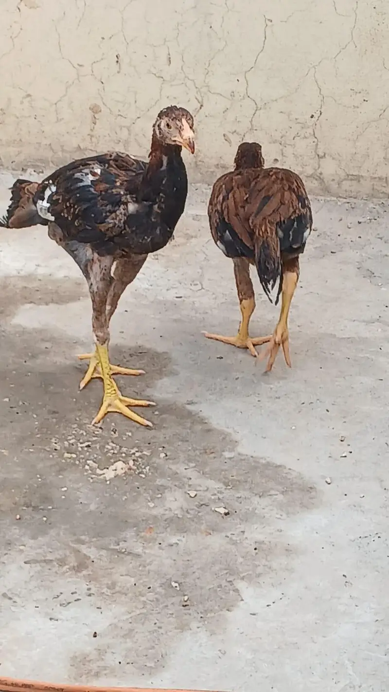 5 months old aseel  pair Healthy Active