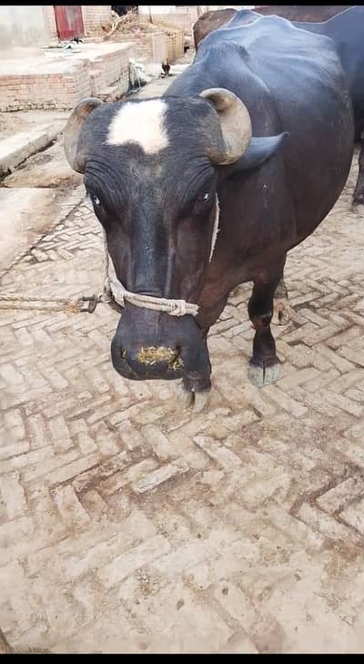 buffalo