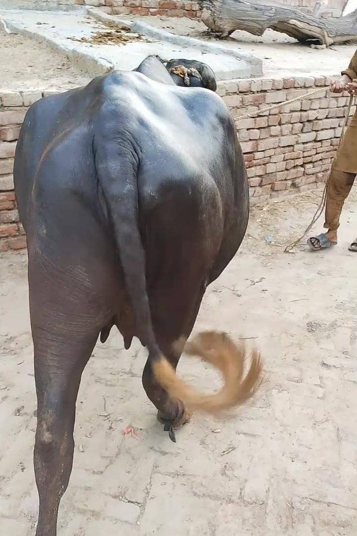 buffalo 2
