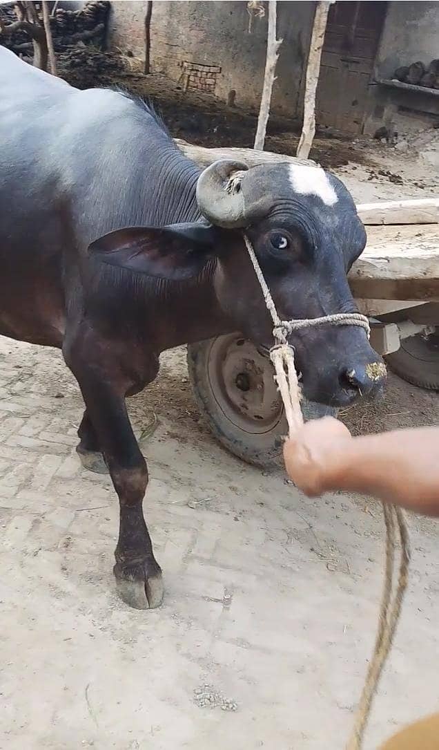 buffalo 3