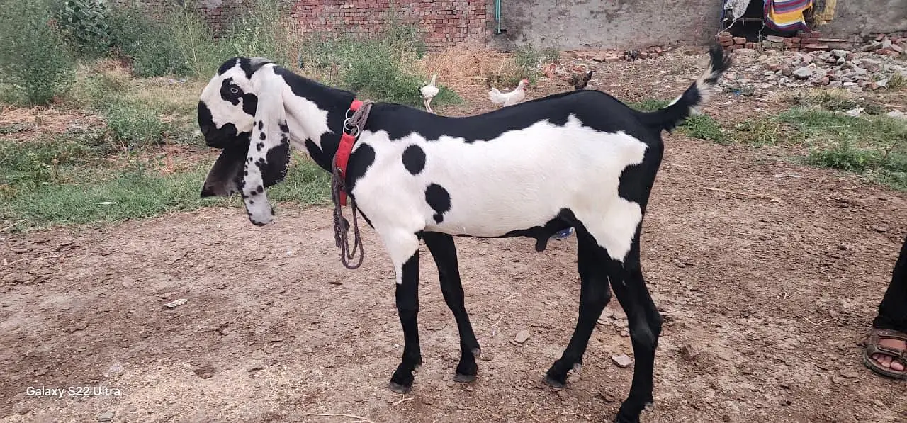 Bakri or Breeder